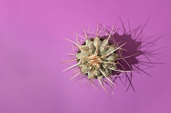 Mor arka planda büyük dikenleri olan kaktüsler. Yaratıcı asgari kavram.