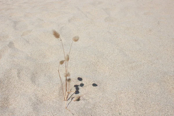 Kumsalda kumsalda gölgeli bitki pankartı. Düz konsept. Boşluğu kopyala