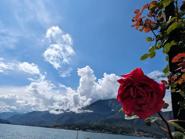 Como Gölü 'nde kırmızı gül.
