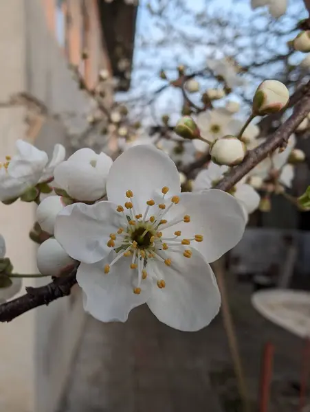 Blossom in the spring