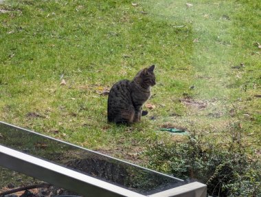Arka bahçede kedi yavrusu var.