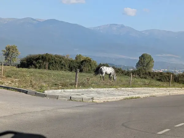 Dağlardaki yolda bir at