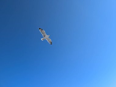 Mavi gökyüzünde uçan martı