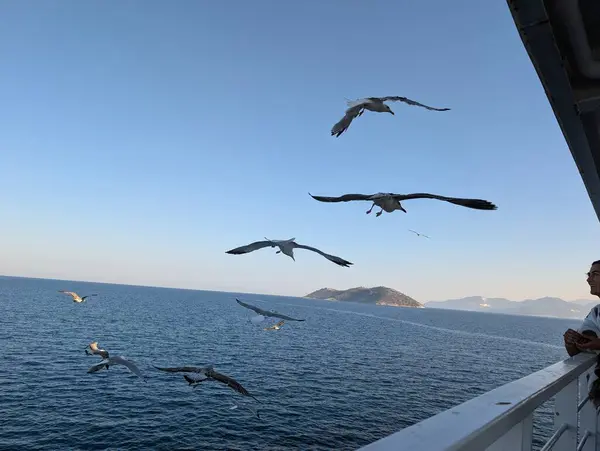 Martı gökyüzünde uçuyor.