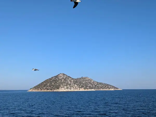 Akdeniz üzerinde uçan bir kuş.