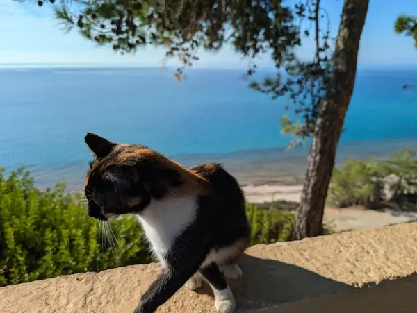 Kumsaldaki kedi.