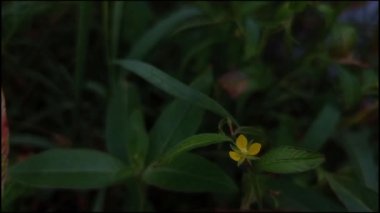 İki farklı çiçek ve sahneyi kapat.