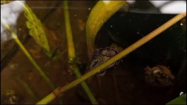 나뭇가지에 기어다니는 달팽이의 — 비디오
