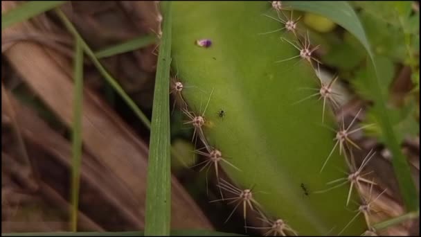 Blisko Dwóch Tylnych Mrówek Zielonym Liściu Kaktusa — Wideo stockowe