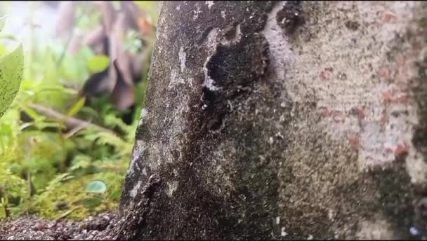一群蚂蚁绕着树干散步 — 图库视频影像