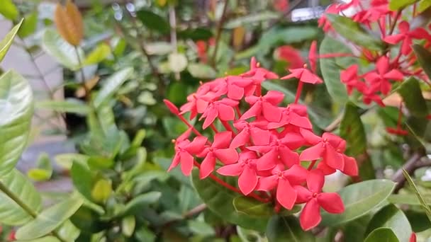 Hermosas Rubiaceae Flores Rojas Hojas Verdes Sopladas Por Viento — Vídeo de stock