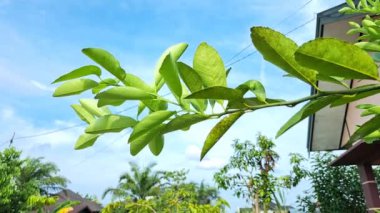 Rüzgarda sallanan yeşil kireç yaprakları.