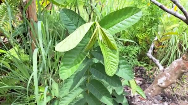 Зеленые Листья Гуавы Колеблющиеся Ветра Саду — стоковое видео