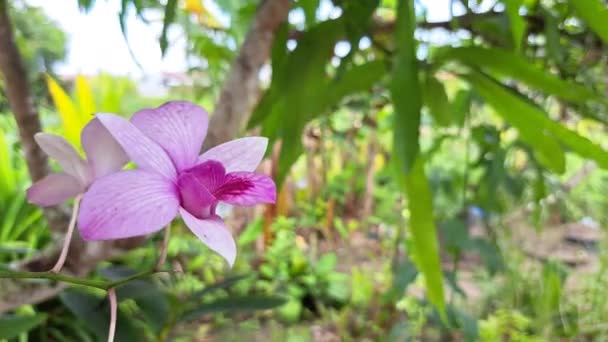 Bella Orchidea Viola Che Fiorisce Giardino — Video Stock