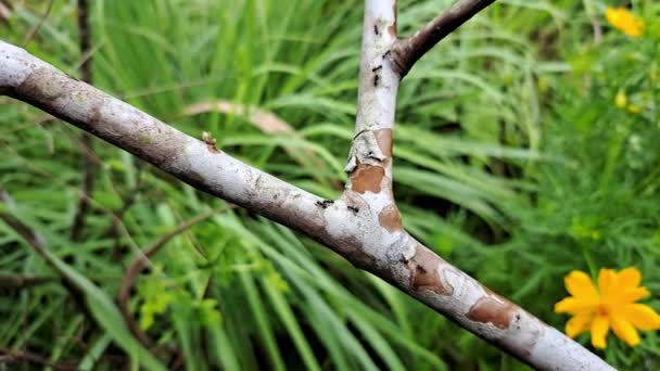 구아바 나무줄기를 일단의 개미들 — 비디오