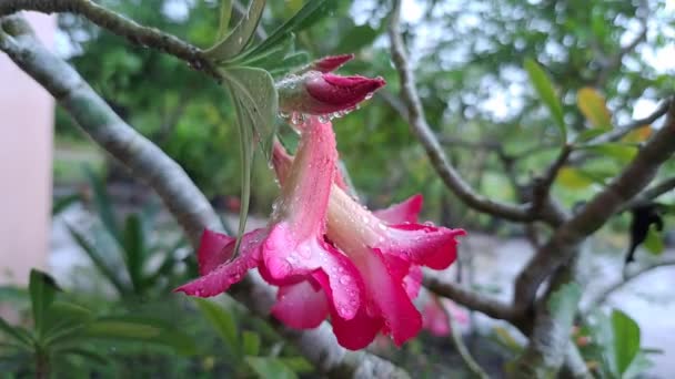 Regendruppels Roze Woestijnroos Adenium Obesum Bloemen — Stockvideo