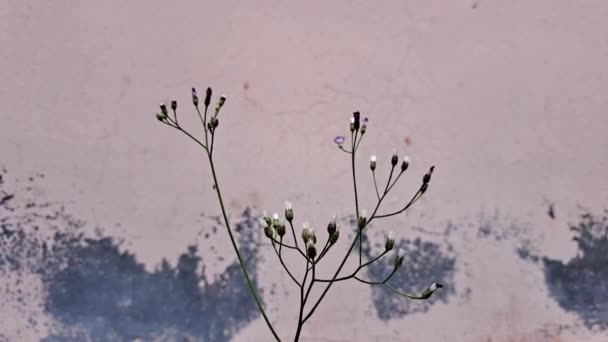 Baby Adem Plant Gypmalayila Paniculata Met Geschilde Roze Muur — Stockvideo