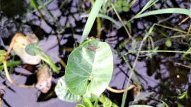 Cricket on the leaf in the pond environment.