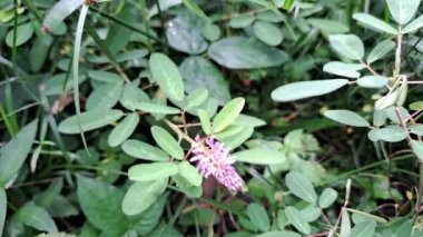 Plant with purple flowers swaying by the wind.