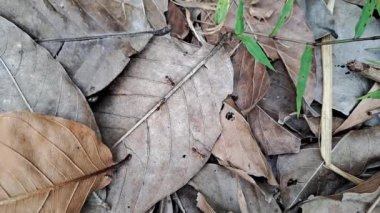 Group of ants on the leaf litter.