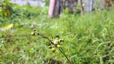 Plant with green fruits swaying by the wind in the garden.