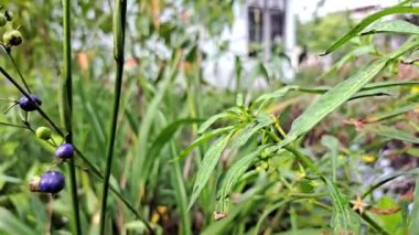 Plant with purple fruits swaying by the wind in the garden.