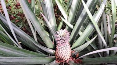 Bahçede ananas.