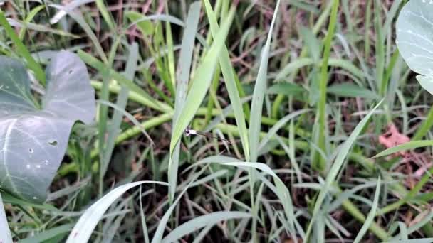 White Dragonfly Flying Grasses — Stok video