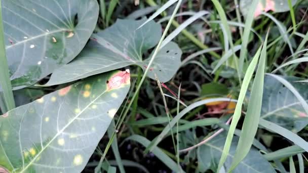 Red Dragonfly Resting Grasses — Vídeo de stock