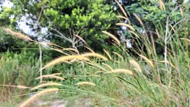 Thatch Grass Swaying Wind — Stok video
