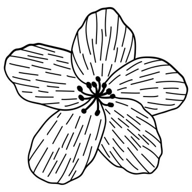 Kiraz çiçeği çiçeği çizgisi detayı. Çiçek temalı vektör illüstrasyonu. Düğün davetiyesi, estetik dekorasyon, sosyal medya paylaşımı, afiş, promosyon, reklam vesaire için uygundur.