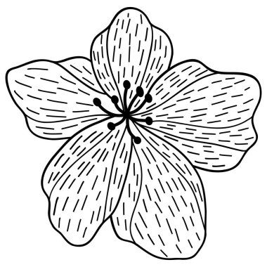 Yasemin çiçeği çizgisi detayı. Çiçek temalı vektör illüstrasyonu. Düğün davetiyesi, estetik dekorasyon, sosyal medya paylaşımı, afiş, promosyon, reklam vesaire için uygundur.