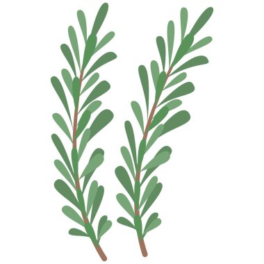 Biberiye bitki elementi. Vejetaryen temalı vektör unsuru. Görüntü.