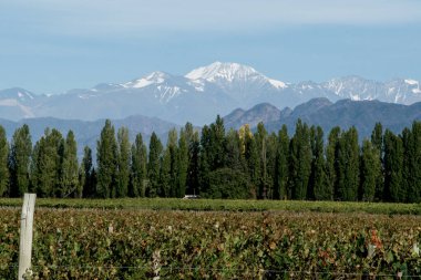 Arjantin 'in Mendoza kentindeki üzüm bağının arka planında dağ sıraları var.