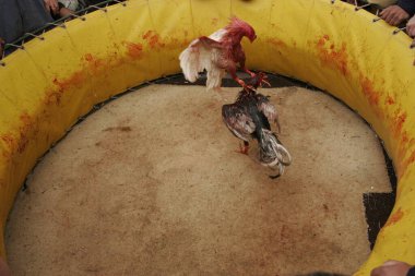 İki horoz, gizli bir horoz dövüşünde doğaçlama bir ringde dövüşüyor. 