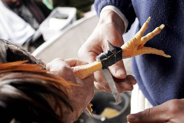 Gizli bir kavgada horoz dövüşü için horoz hazırlayan iki adama yaklaş.