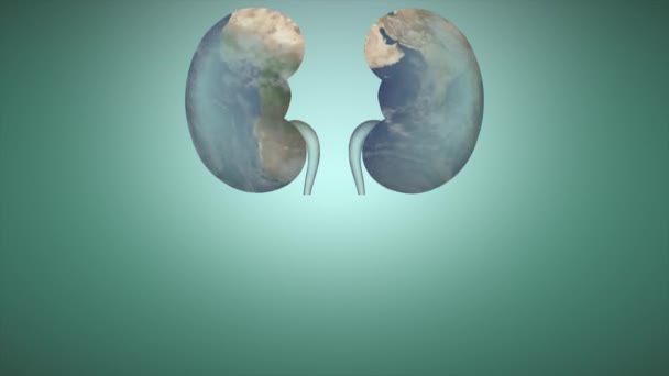 テキスト 腎臓のロゴデザインで世界腎臓の日についてのアニメーションビデオ — ストック動画