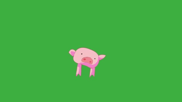 Анімаційна Петля Відео Мультфільм Свиня Фоні Зеленого Екрану Вилучити Зелений — стокове відео