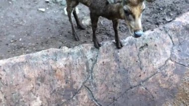 Öğleden sonra oynayan bir grup geyiğin hayvan videosu.