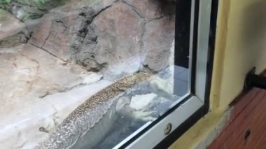 Camdan bir kafeste dolaşan bir iguananın hayvan videosu.