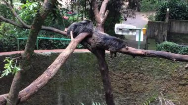 Öğleden sonra bir ağaçta uyuyan iki binturong (büyük gelincik) videosu.