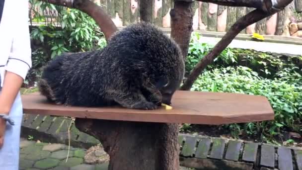 Zwierzęcy Film Binturong Duża Fretka Jedzący Wyglądający Uroczo — Wideo stockowe
