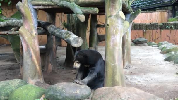 Animal Video Bear Looks Cute Adorable — Stock Video