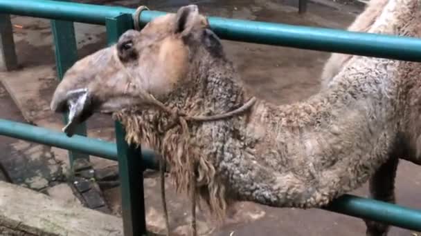 Bir Devenin Kafasını Çite Sürttüğü Hayvan Videosu Çünkü Kaşındırıyor — Stok video