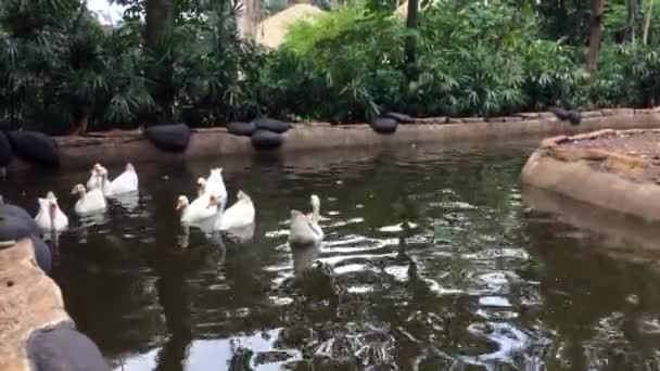 午後の池で泳ぐスワンのグループの動物のビデオ — ストック動画