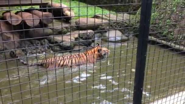 水中で遊ぶことを楽しんでいるフェンスの虎の動物のビデオ — ストック動画