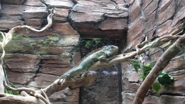 Video Animale Iguana Seduta Tranquillamente Una Gabbia Vetro — Video Stock