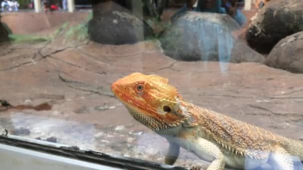Bir Iguananın Portakalla Sevimli Sevimli Göründüğü Bir Hayvan Videosu — Stok video