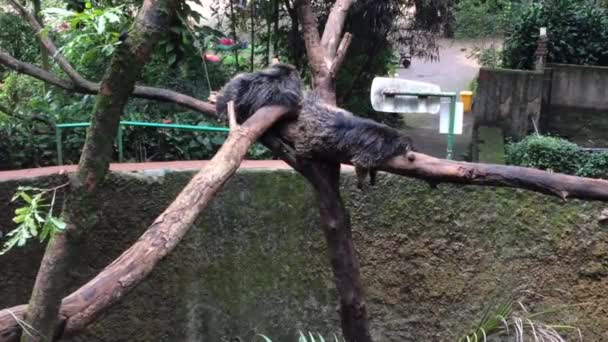 Vídeo Dois Binturongs Furões Grandes Dormindo Uma Árvore Tarde — Vídeo de Stock