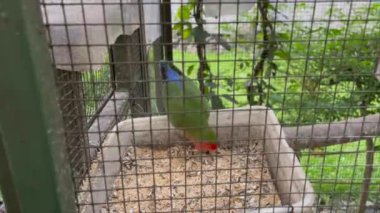 Kuşların yediği bir video.